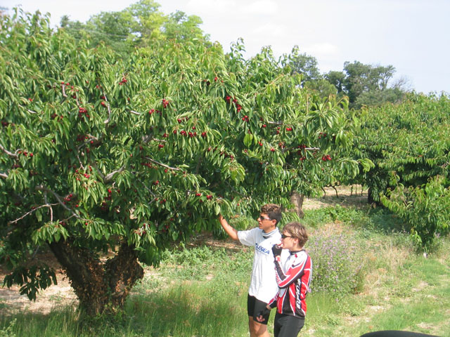 088 Kirschen_Essen